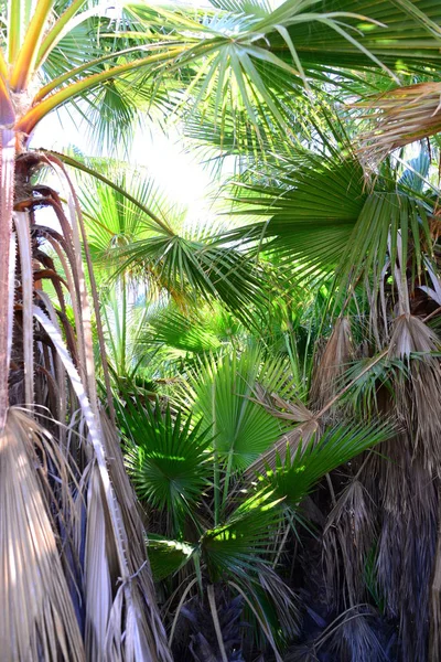 Der Palmengarten Dschungel Palmenblätter Spanien — Stockfoto