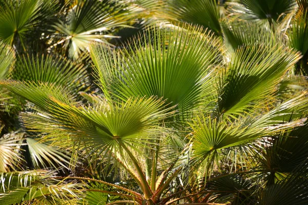 Palmengarten Dschungel Palmblätter Spanien — Stockfoto