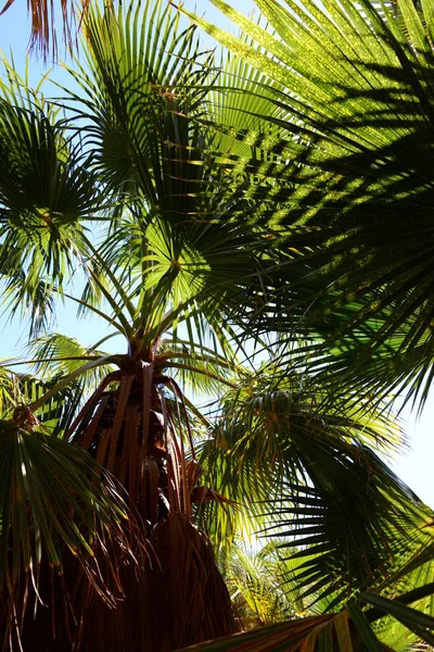 Palm Garden Jungle Palm Leaves Spain — Stock Photo, Image