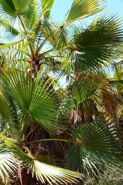 Palm Tree Leaves Green Flora — Stock Photo, Image