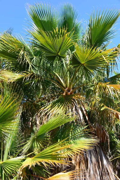 ヤシの木の葉緑の植物 — ストック写真