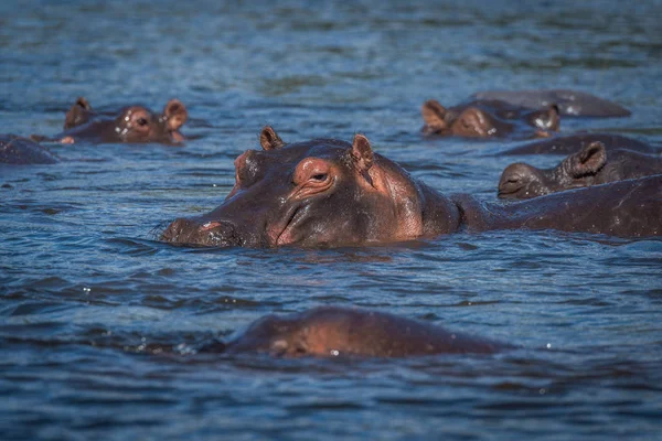 Hipopótamo Con Otros Cámara Frente Río —  Fotos de Stock