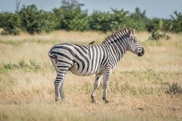 Zebra Burchella Żółtodziobem Plecach — Zdjęcie stockowe