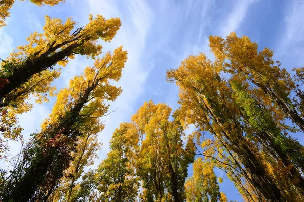 원시적 원시적 Autumn Mood Autumn Colours Yellow 브라운 보타니 — 스톡 사진