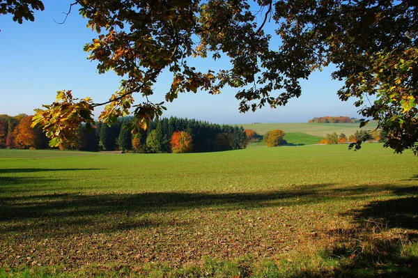 Grönt Fält Och Färgglada Lövträd Hösten — Stockfoto