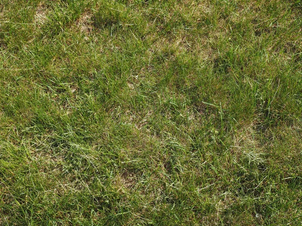 Green Grass Meadow Useful Background — Stock Photo, Image