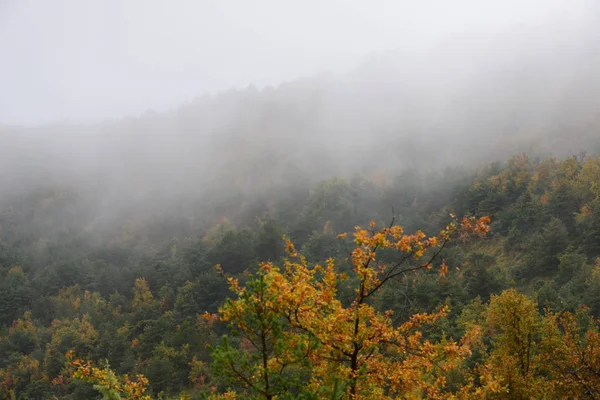 Temporada Otoño Follaje Hojas Otoño — Foto de Stock