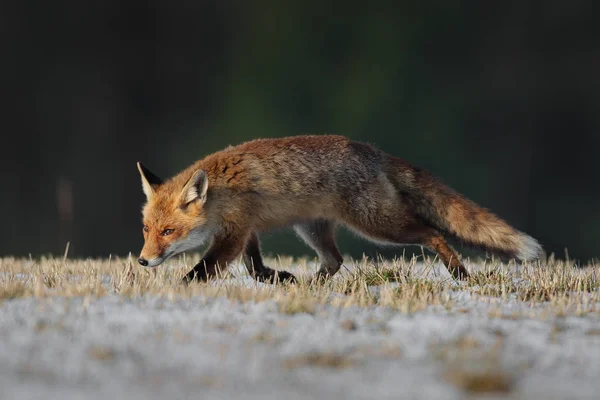 Vulpes Vulpes Raposa Animal — Fotografia de Stock