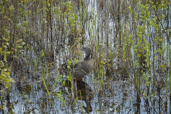 Ente Schilf — Stockfoto