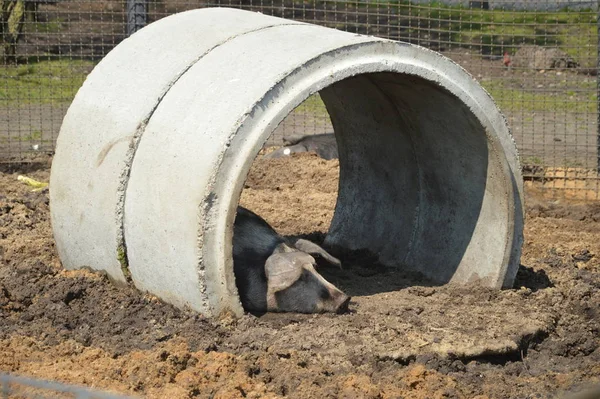 Naturskön Utsikt Över Landsbygden Selektivt Fokus — Stockfoto