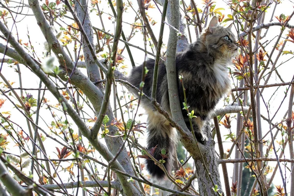 a norwegian forest cat climbed a tree