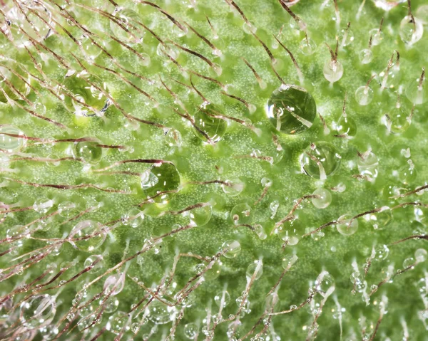 Mohnblumen Kapseln Flora — Stockfoto