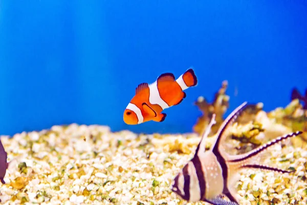 Foto Peixe Palhaço Aquário Água Azul Turquesa — Fotografia de Stock