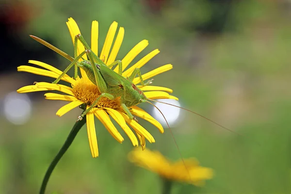 Insecte Sauterelle Insecte Prieur Invertébré — Photo