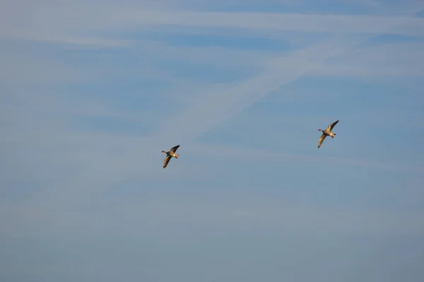 Kanatları Açık Uçan Yaban Ördekleri — Stok fotoğraf