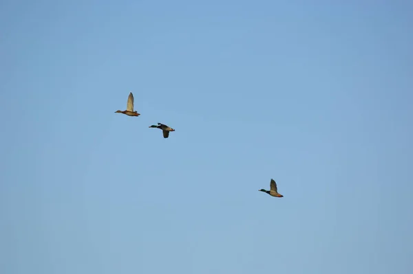 Mallard Ördekleri Uçuyor Yüksek Irtifaya Tırmanıyor — Stok fotoğraf