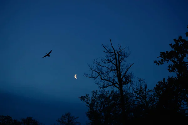 Pájaro Volador Con Alas Extendidas Silueta Árboles Con Luna Parte — Foto de Stock