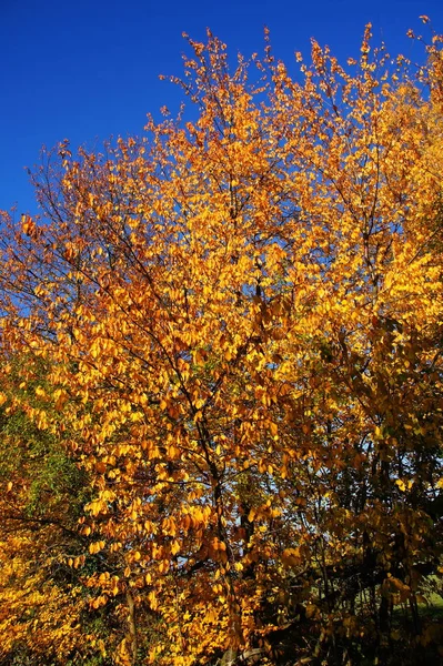 Ouro Amarelo Colorido Cereja Coroa Árvore Outono — Fotografia de Stock