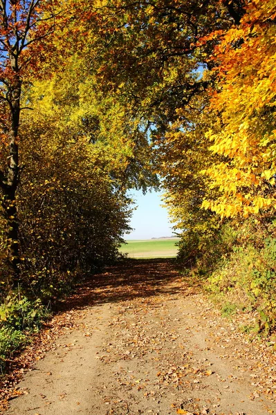 Arbres Colorés Nature Flore Feuillage — Photo