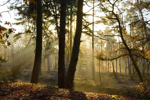 Listy Pokryté Lesní Dno Krásným Žlutým Slunečním Světlem Procházející Různými — Stock fotografie