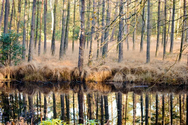 Спокійна Болотна Вода Відображає Високі Дерева Лісі Високими Ділянками Трави — стокове фото