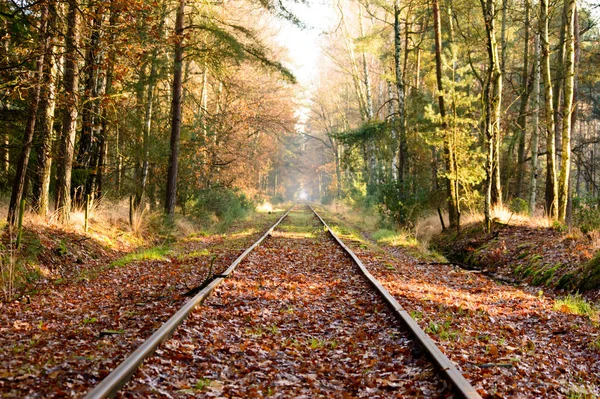 Old Railroad Tracks Extending Distance Dense Hardwood Forest Fallen Leaves — Stock Photo, Image