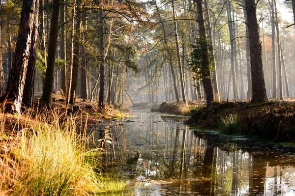 Grands Arbres Forêt Dense Atteignant Dessus Ruisseau Calme Comme Belle — Photo
