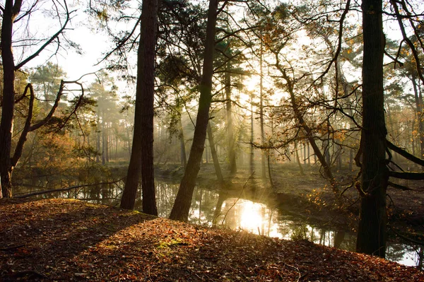 Floresta Tranquila Com Luz Sol Pacífica Vindo Através Árvores Refletindo — Fotografia de Stock