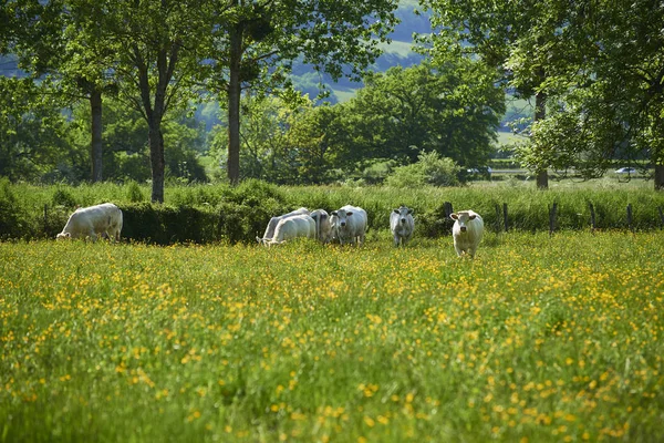 Koeien Het Natuurlijke Landschap Selectieve Focus — Stockfoto