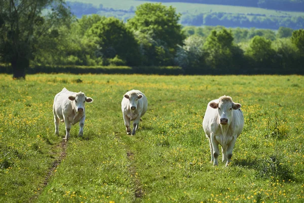 Cows Natural Landscape Selective Focus — Stock Photo, Image