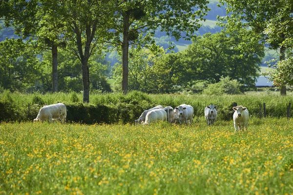 Krowy Naturalnym Krajobrazie Selektywne Ukierunkowanie — Zdjęcie stockowe
