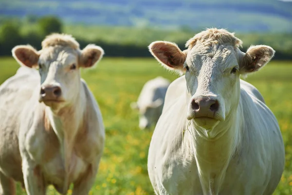 Cows Natural Landscape Selective Focus — Stock Photo, Image