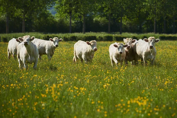 Domestic cattle on a pasture