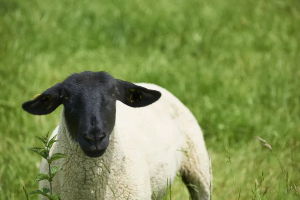 House Sheep Burgundy — Stock Photo, Image