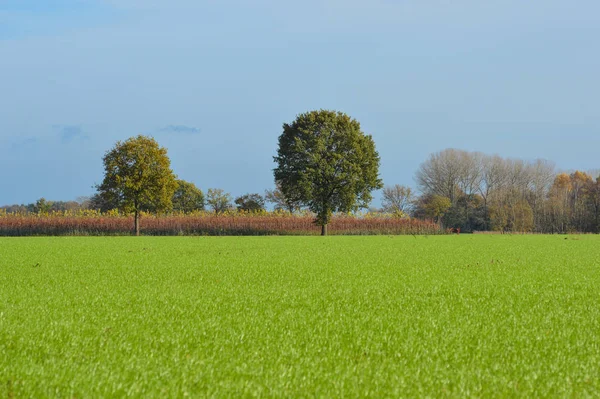 Paisagem Campo Grama Verde Fresco Com Árvores Plantas Distância — Fotografia de Stock