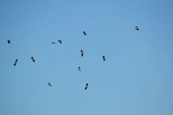 Aves Voadoras Fundo Céu Azul Claro — Fotografia de Stock