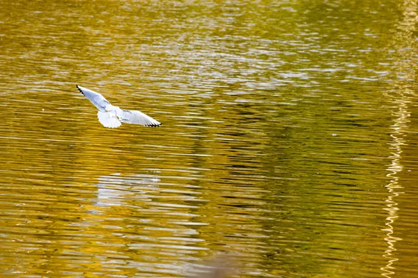 Pájaro Blanco Deslizándose Sobre Lago Color Otoñal Con Alas Extendidas — Foto de Stock