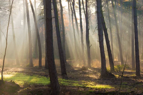 Raggi Sole Una Foresta Colorata Autunnale Con Una Macchia Erba — Foto Stock