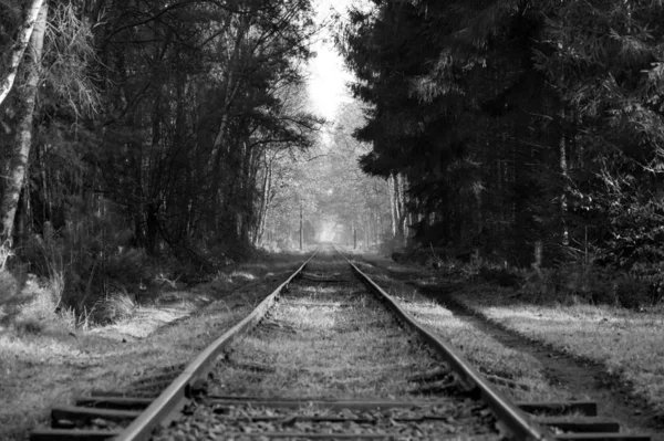 Velho Caminho Ferro Que Vai Através Uma Floresta Preto Branco — Fotografia de Stock
