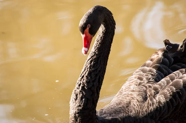 Zwarte Zwaan Closeup Een Herfst Kleurig Meer — Stockfoto