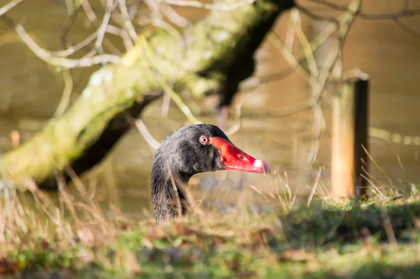 Zwarte Zwaan Opduiken Hoofd Met Groen Gras Voorgrond Herfst Gekleurd — Stockfoto