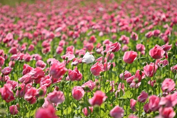 Weißer Mohn Zwischen Vielen Rosa Mohnblüten — Stockfoto