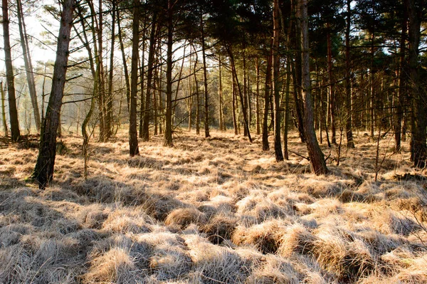 Gefrostetes Gras Golden Gefärbt Von Der Sonne Die Einem Kalten — Stockfoto