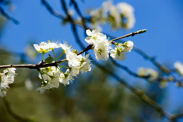 Vackra Vita Blommor Som Xer Ett Par Grenar Med Blã — Stockfoto