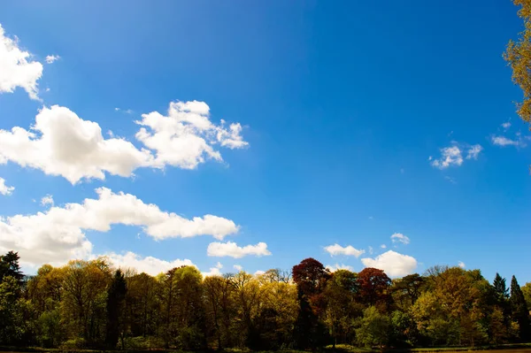 Ciel Bleu Avec Quelques Nuages Gauche Beaux Arbres Couleur Printemps — Photo