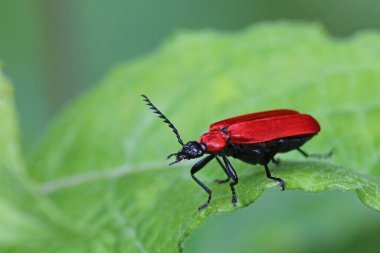 scarlet firefly pyrochroa coccinea clipart