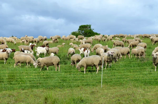 domestic sheep on a pasture