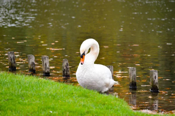 Cisne Blanco Adulto Soltero Parado Una Orilla Sobre Lago Con — Foto de Stock
