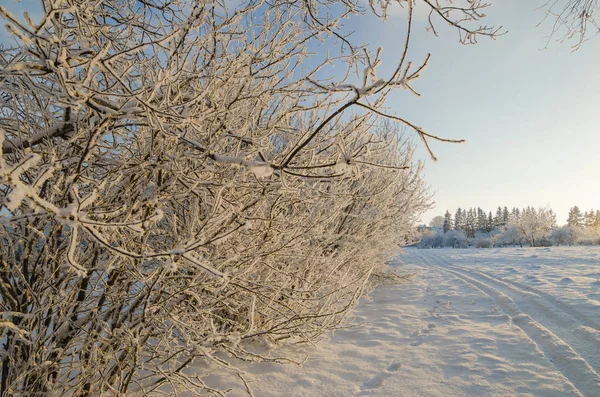 Träd Täckta Med Rimfrost Mot Den Blå Himlen — Stockfoto