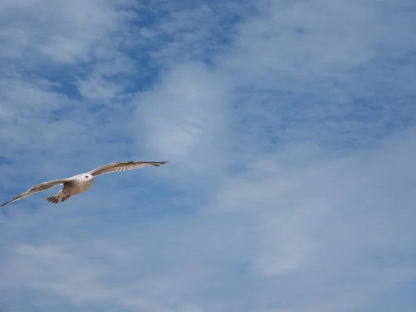 Gull Seabird Aka Fiskmås Eller Mew Fågel Djur — Stockfoto